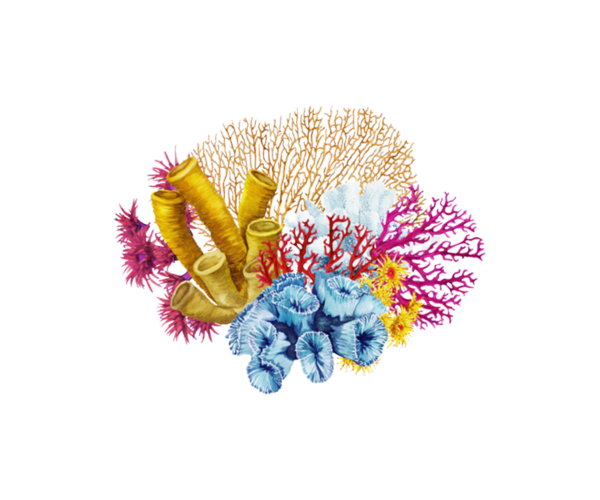 coral product 2 coral product 2