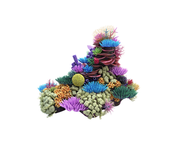 coral product 4 coral product 4