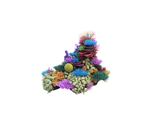 coral product 4 coral product 4