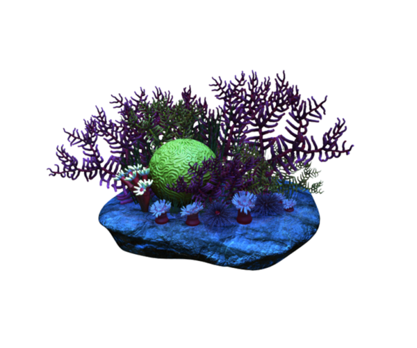 coral product 5 coral product 5