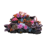 coral product 6