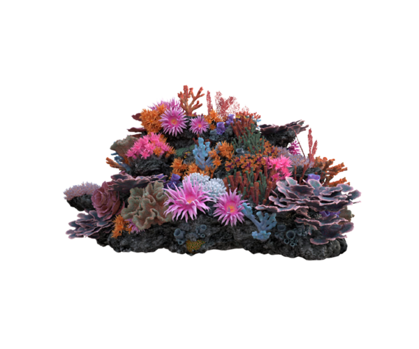 coral product 6 coral product 6